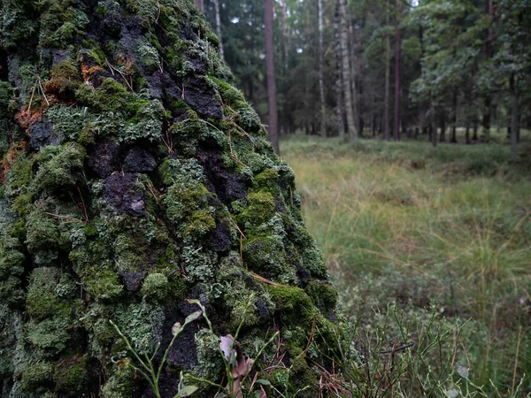 Primer Plano Viejo Tronco Árbol Cubierto Musgo — Foto de Stock