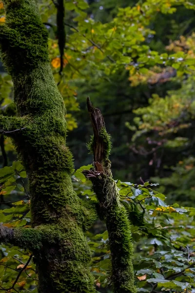 一棵覆盖着苔藓的垂直的树 — 图库照片