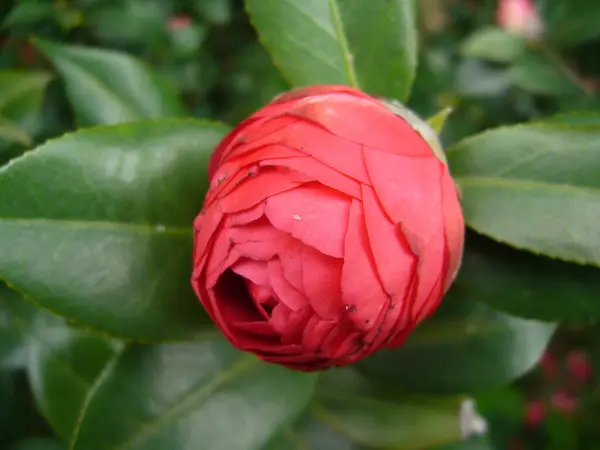 Selektywne Ujęcie Ostrości Różowego Kwiatu Camellia — Zdjęcie stockowe
