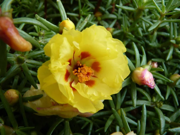 Enfoque Selectivo Una Hermosa Flor Portulaca Amarilla —  Fotos de Stock