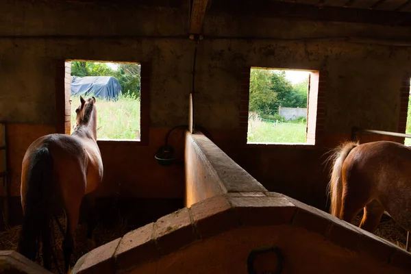 Tiro Perto Cavalos Castanhos Virados Para Janela Dentro Estábulo — Fotografia de Stock