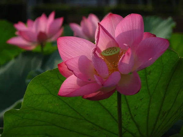 Gros Plan Lotus Dans Étang — Photo