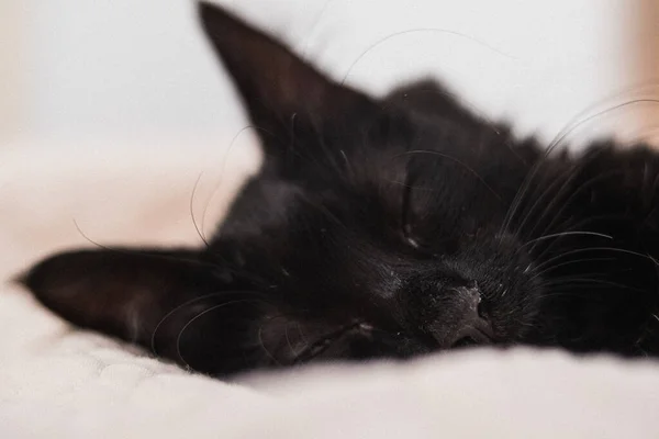 Μια Κοντινή Φωτογραφία Μιας Χαριτωμένης Μαύρης Γάτας Ξαπλωμένης Στο Κρεβάτι — Φωτογραφία Αρχείου