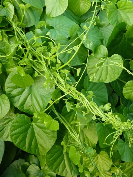 Enfoque Selectivo Cultivo Hojas Tomate —  Fotos de Stock