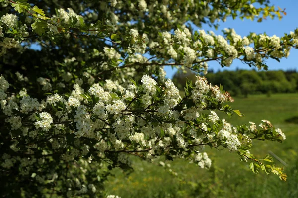 Detailní Záběr Rozkvetlých Bílých Květin Stromě Poli Modrou Oblohou Pozadí — Stock fotografie