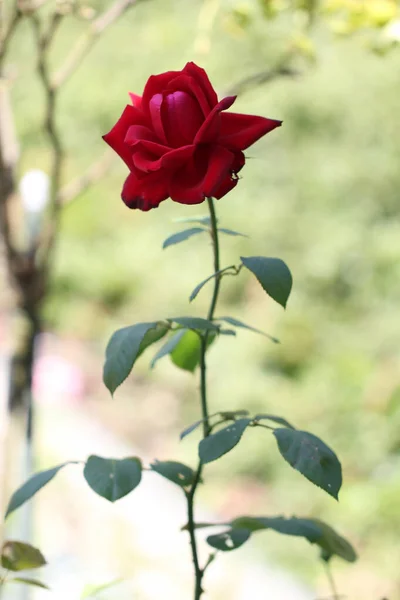 Selective Focus Shot Beautiful Red Rose Flower — Stock Photo, Image