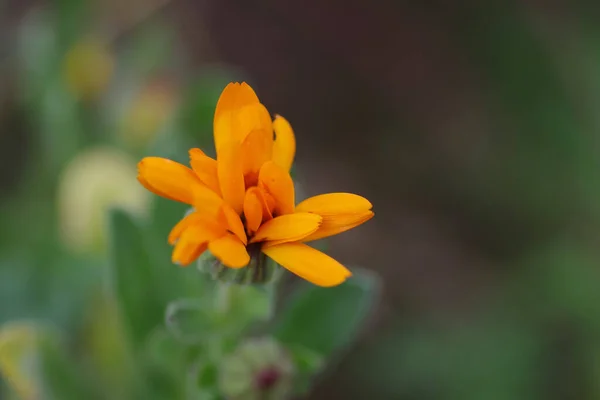 Zbliżenie Ujęcie Pięknego Pomarańczowego Kwiatu Nagietka Rozmytym Tle — Zdjęcie stockowe