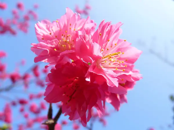 Gros Plan Fleurs Rose Vif Sur Les Branches Des Arbres — Photo