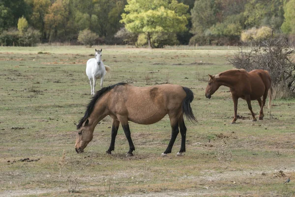 Piękne Konie Pasące Się Trawie Polu Wsi — Zdjęcie stockowe