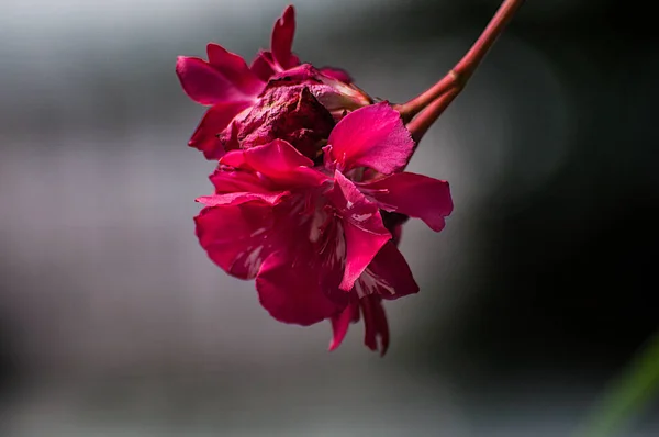 Tiro Close Belas Flores Rosa Oleander Fundo Escuro — Fotografia de Stock