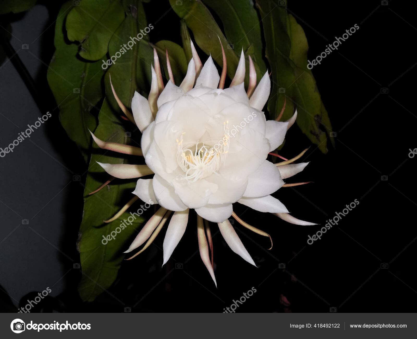 Eine Nahaufnahme Der Schonen Epiphyllum Oxypetalum Blume Auf Dunklem Hintergrund Stockfotografie Lizenzfreie Fotos C Wirestock Depositphotos Eine Nahaufnahme Der Schonen Epiphyllum Oxypetalum Blume Auf Dunklem Hintergrund Stockfotografie Lizenzfreie Fotos C Wirestock Depositphotos