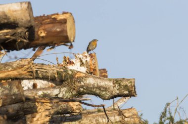 Symbolic environmental portrait of European Robin, sitting on top of the pile of recently clear-cut timber from the bird home territory clipart