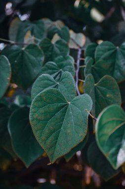 A selective focus shot of Heartleaf philodendron leaves clipart