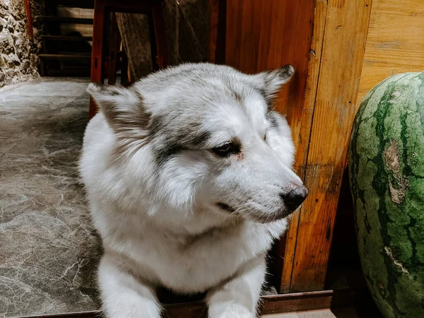 Närbild Alaska Malamute Ligger Tröskeln Och Vaktar Vattenmelon — Stockfoto