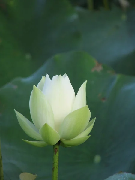 Eine Vertikale Aufnahme Einer Weißen Lotusknospe — Stockfoto