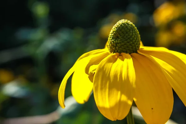 Primer Plano Una Flor Conejo Color Amarillo Brillante — Foto de Stock