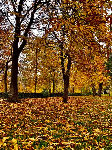 Höst Landskap Skogen Med Många Träd Och Blad Gräset — Stockfoto