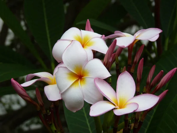 Eine Nahaufnahme Von Rosa Frangipani — Stockfoto