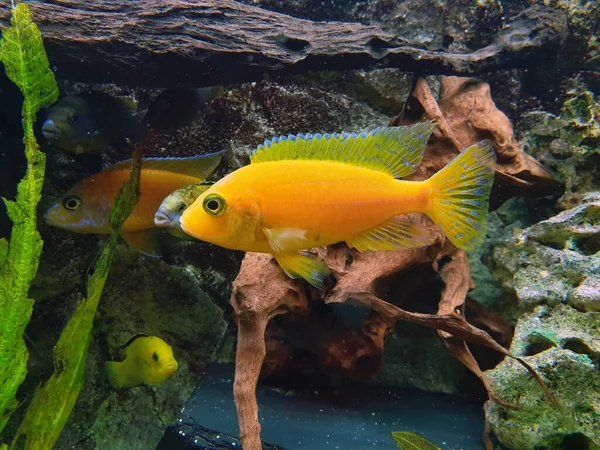 Primer Plano Cíclido Amarillo Cichlidae Casa Acuario — Foto de Stock