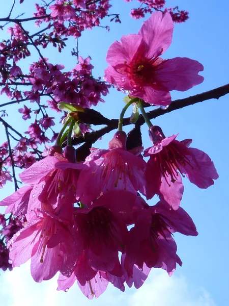 Zbliżenie Strzał Rosy Fuchsia Kwiaty Ogrodzie — Zdjęcie stockowe