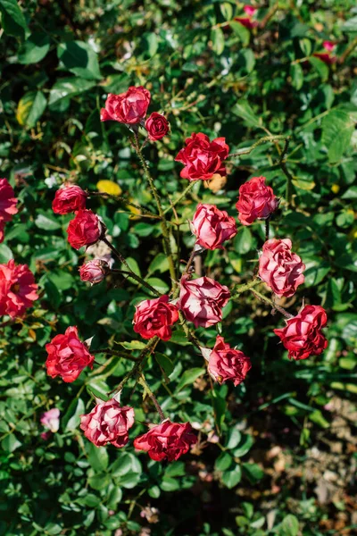 Close Vertical Belas Rosas Jardim — Fotografia de Stock