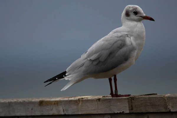 Gaivota Harlaubs Sentada Sozinha Uma Prancha — Fotografia de Stock