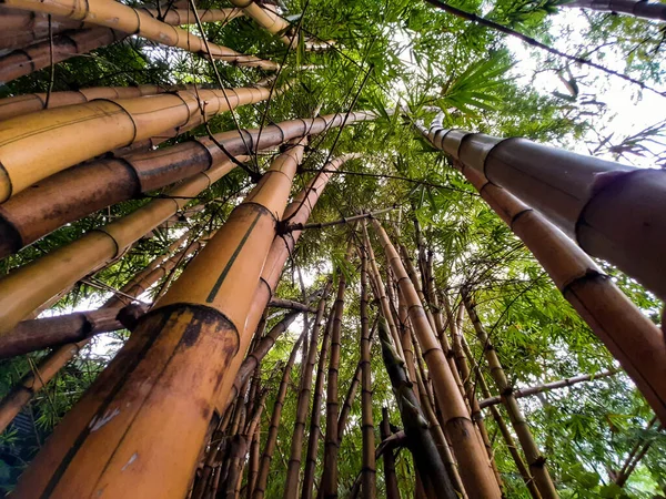Eine Flache Aufnahme Von Bambusbäumen Mit Langen Grünen Blättern Und — Stockfoto
