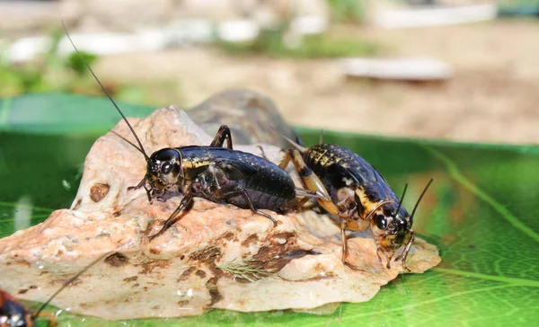 Closeup Shot Two Black Cockroaches Small Rock Blurred Background — Stock Photo, Image