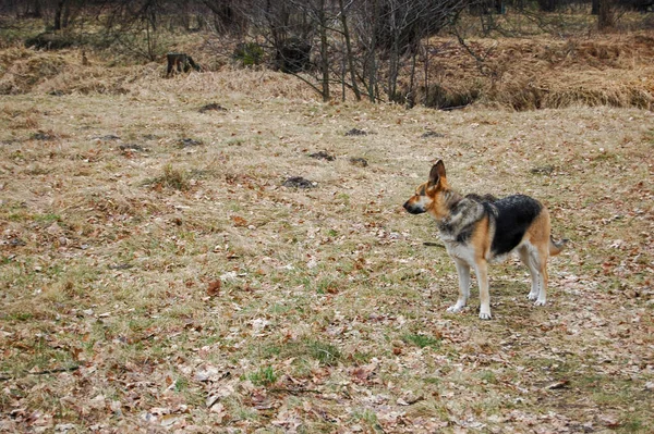 Bonito Tchecoslovaco Wolfdog Campo — Fotografia de Stock