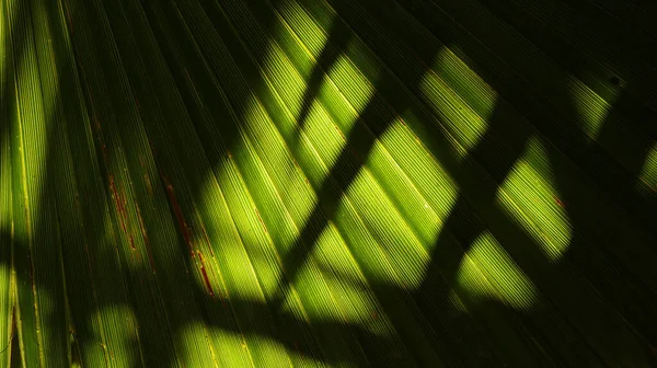 Ένα Κοντινό Πλάνο Του Πράσινου Φύλλου Σκιά — Φωτογραφία Αρχείου