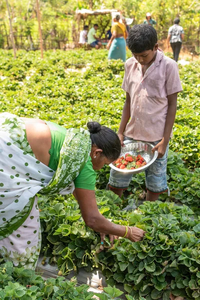 Goa Indien März 2020 Netravali Goa Indien März 2019 Erdbeeren — Stockfoto