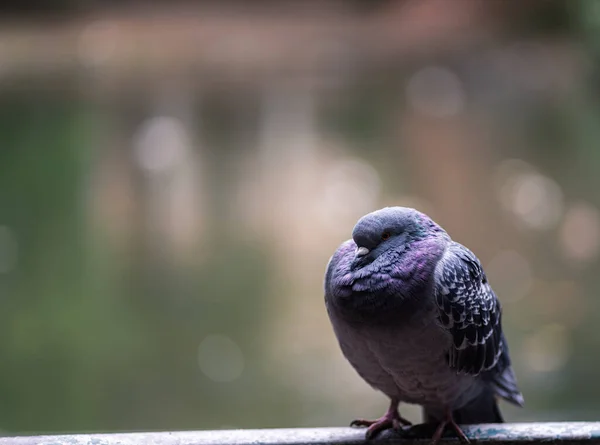一只毛茸茸的鸽子的选择性聚焦镜头 — 图库照片