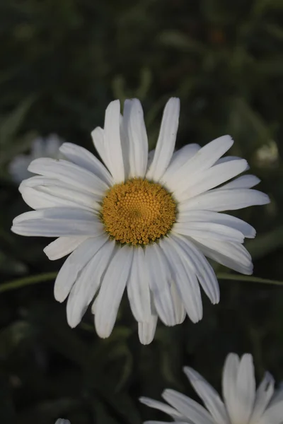 Gros Plan Vertical Une Fleur Marguerite Dans Jardin — Photo