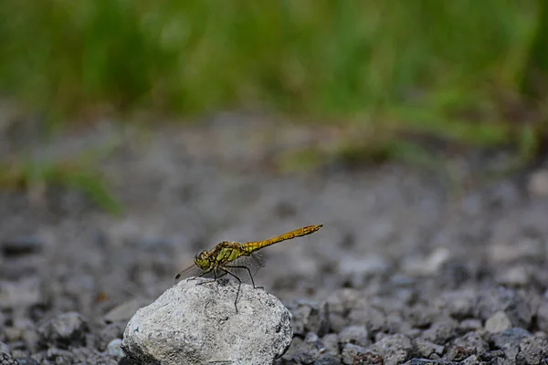 Primo Piano Darter Comune Una Libellula Appollaiata Una Grande Pietra — Foto Stock