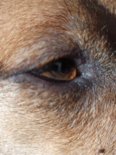 Close Cão Com Olhos Castanhos — Fotografia de Stock