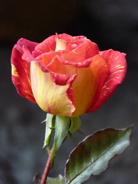 Plano Vertical Una Hermosa Rosa Roja Naranja — Foto de Stock