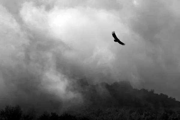 Ein Tiefflug Eines Vogels Der Gegen Einen Dunklen Himmel Fliegt — Stockfoto