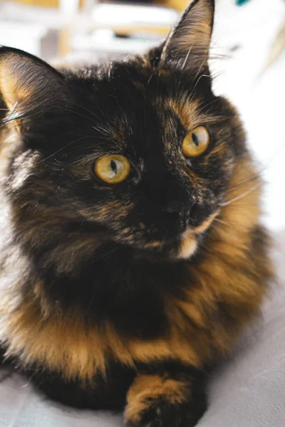 Closeup Shot Cute Tortoiseshell Cat Curious Look — Stock Photo, Image