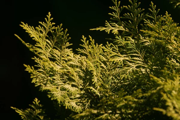 Zbliżenie Hiba Arborvitae Roślina Ciemnym Tle — Zdjęcie stockowe