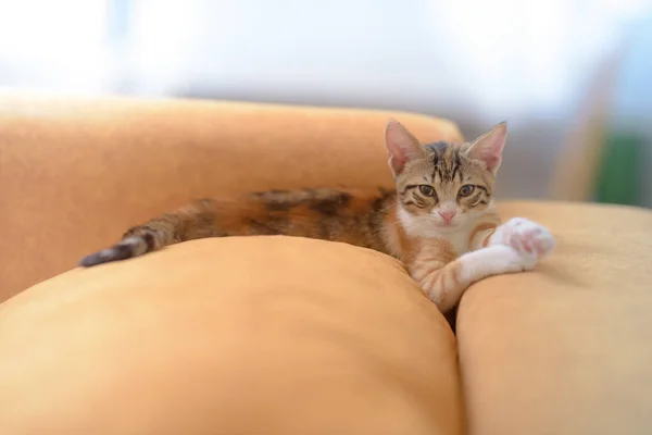 Closeup Shot Adorable Little Domestic Cat Lying Couch — Stock Photo, Image