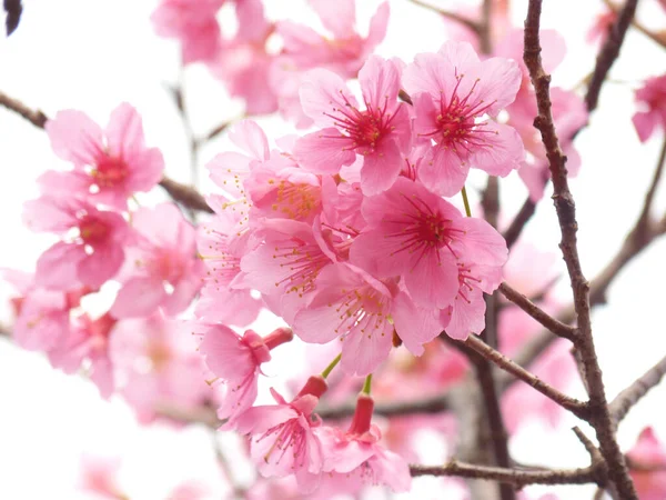 Bulanık Arka Planda Güzel Kiraz Çiçeklerinin Büyüleyici Bir Görüntüsü — Stok fotoğraf