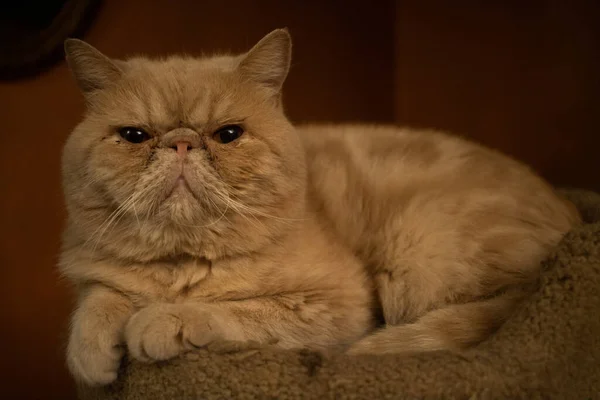 Closeup Shot Ginger Persian Extreme Cat — Stock Photo, Image