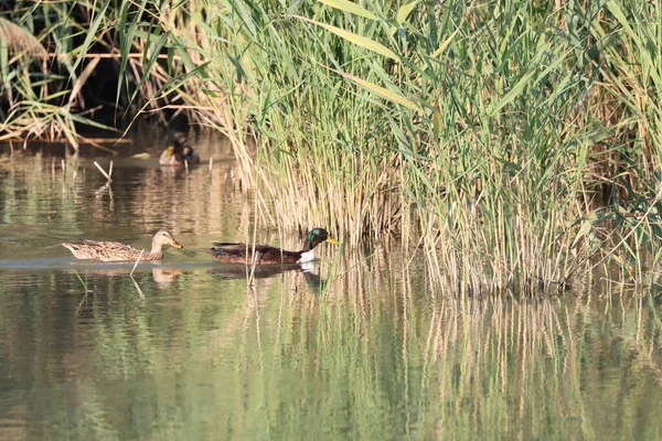 野鸭在芦苇附近的湖中游泳 — 图库照片