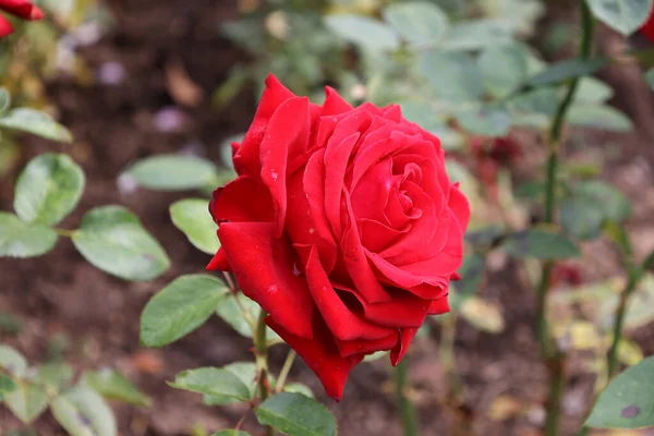 Ένα Κοντινό Πλάνο Ενός Όμορφου Κόκκινου Τριαντάφυλλου Ένα Θάμνο Στον — Φωτογραφία Αρχείου