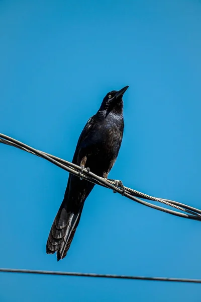 Bir Brewer Blackbird Güç Hattındaki Makro Görüntüsü — Stok fotoğraf