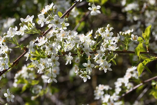 Вибірковий Фокусний Знімок Красивого Весняного Цвітіння Вишні — стокове фото