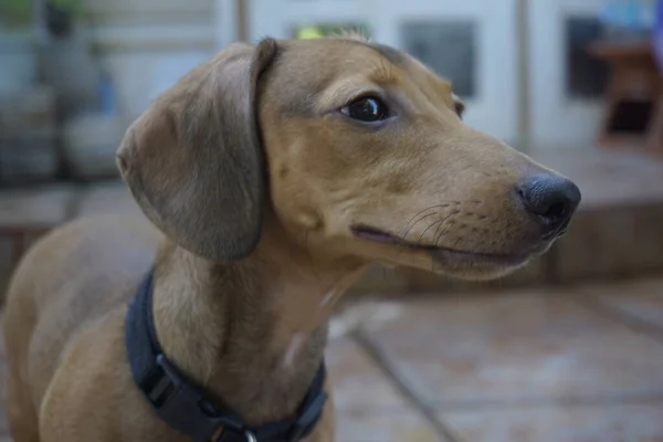 かわいい茶色の子犬の選択的なフォーカスショット — ストック写真
