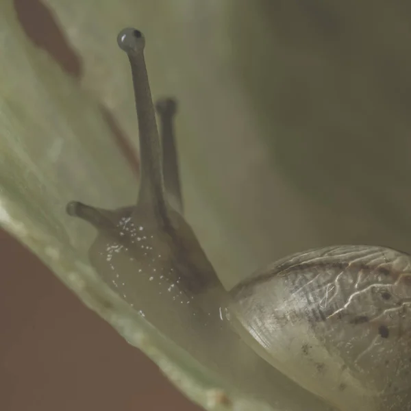 Gros Plan Escargot Géant Mangeant Une Feuille Verte — Photo