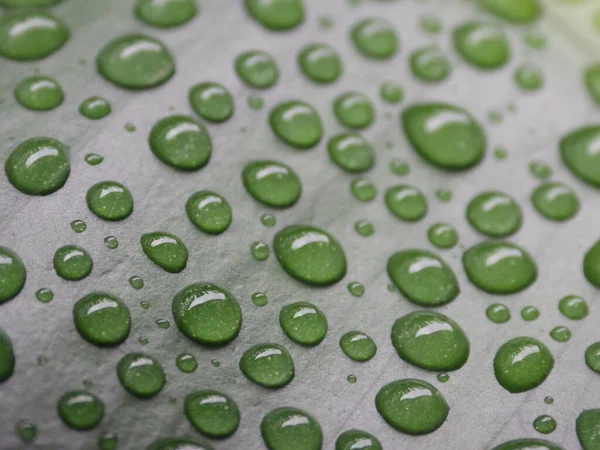 Makroaufnahme Eines Grünen Blattes Mit Wassertropfen — Stockfoto