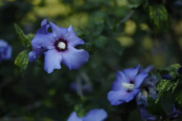 Közeli Kék Hibiszkusz Virágok Területen Nappal Homályos Háttér — Stock Fotó